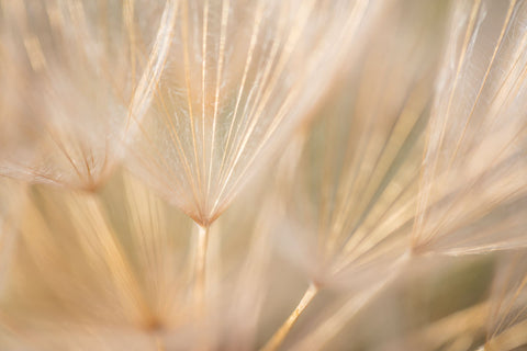 Yellow Salsify Seeds