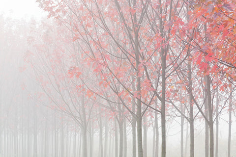 Maple Trees in Autumn Fog