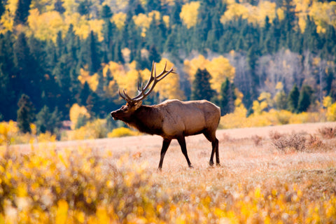 Elk in Rocky Mountain National Park