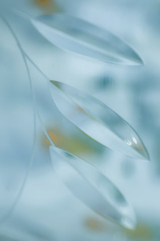 Leaves in Pale Blue