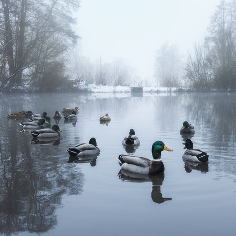 New Kids On The Pond