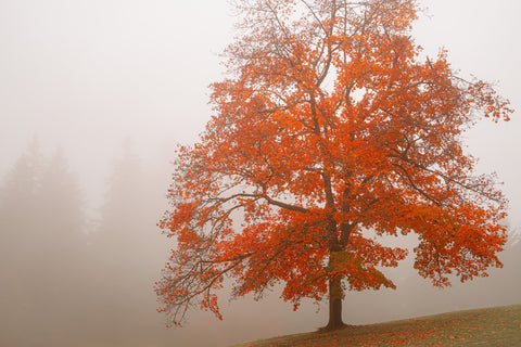 Maples in the Mist