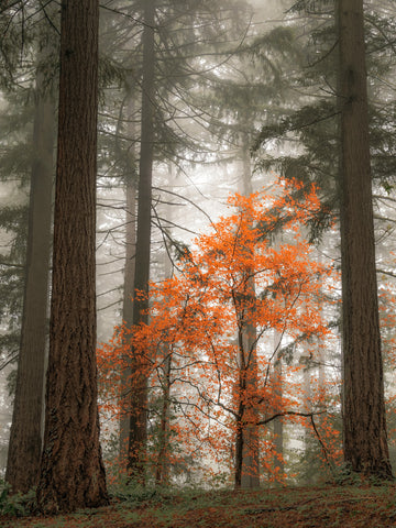 In the Firs, In the Fog