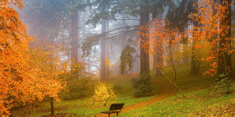 Bench Along the Trail