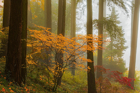 Foggy Day in the Woods