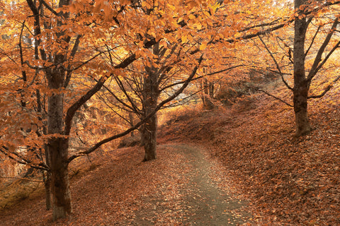 Path Through the Dazzling Woods