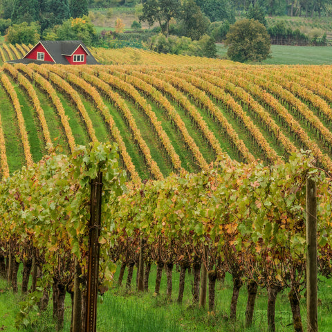 Waves of Golden Vines