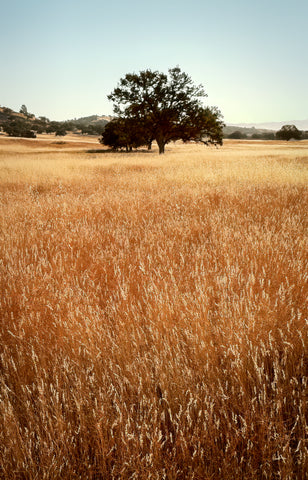 Live Oak Meadow, Ft. Hunter Liggett, CA