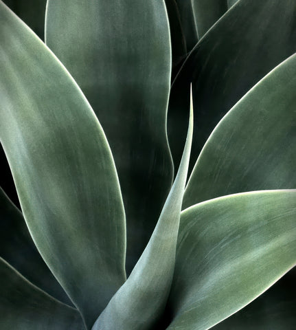 Agave Plant, Mission Santa Barbara, CA