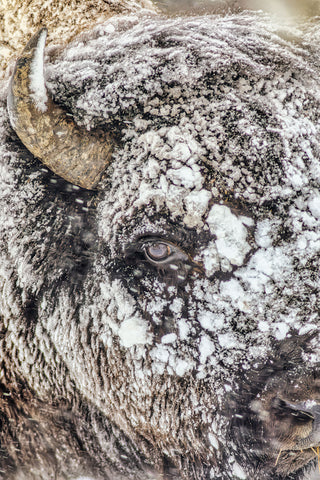 Snowstorm within Yellowstone