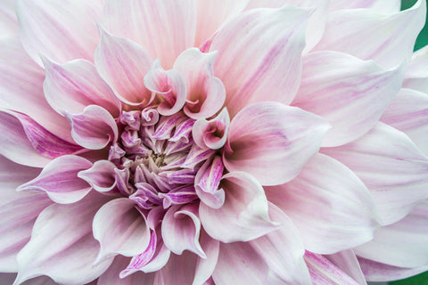 Dahlia Details I