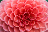 Dahlia Details II