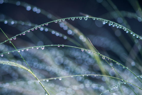 Water Drops on Grass I