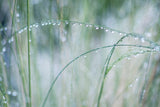 Water Drops on Grass II