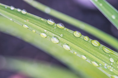 Water Drops on Leaves