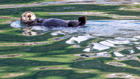 Sea Otter, Glacier Bay, Alaska