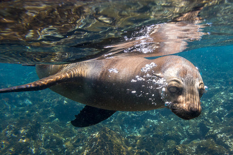 Bubbles, Galapagos Sea Lion