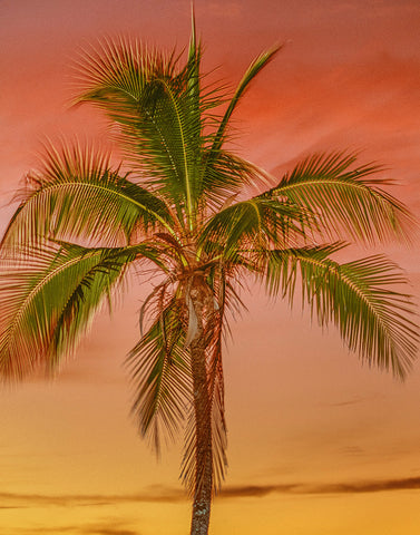 Coconut Palm, Bora Bora
