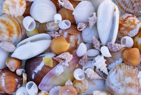 Caribbean Seashells, Cuba