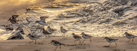 Sandpipers at surf's edge