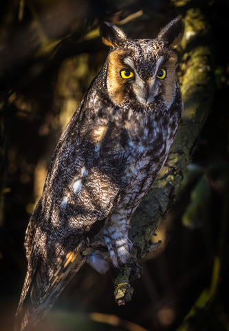 Long-eared Owl