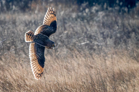 Short-eared Owl on the Hunt, #1