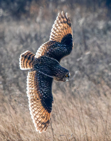 Short-eared Owl on the Hunt, #2