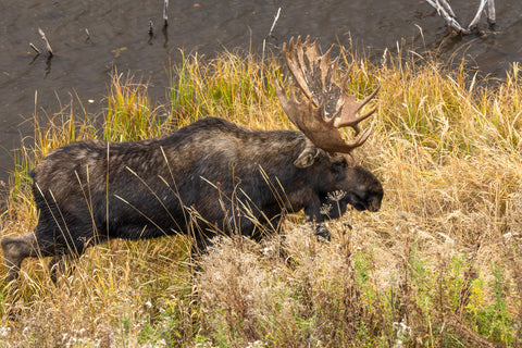 Bull Moose