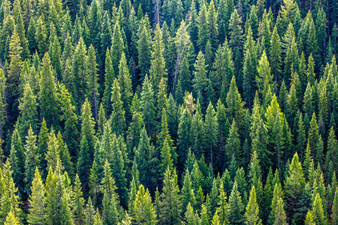 Subalpine Forest