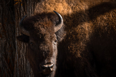 American Bison Portrait