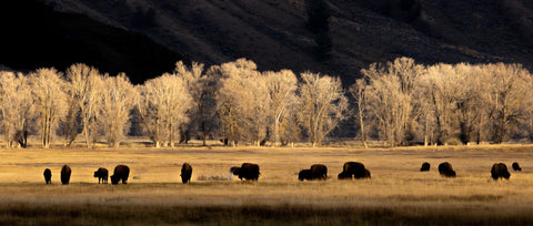 American Bison Herd