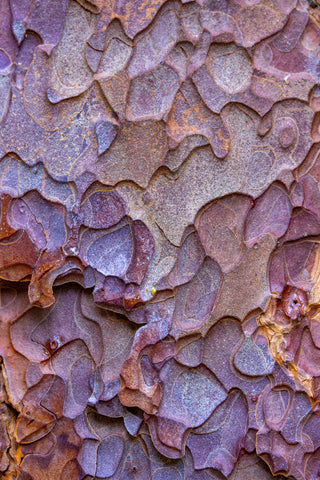 Ponderosa Bark Abstract #1