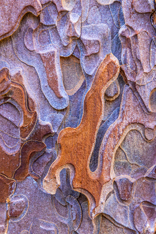 Ponderosa Bark Abstract #2