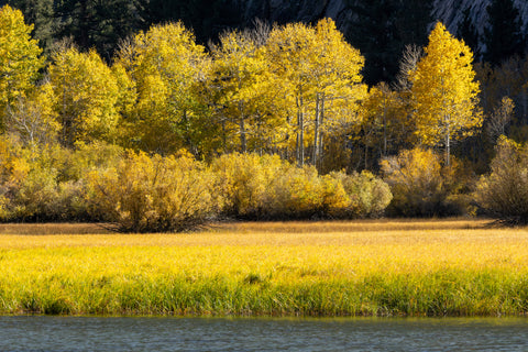 Riparian Zone in Autumn