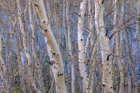 Aspen Grove #1