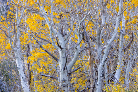 Aspen Grove #2