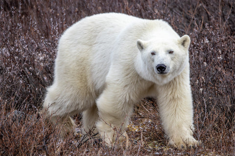 Polar Bear in Autumn Willows