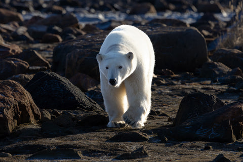 On the Shores of Hudson Bay