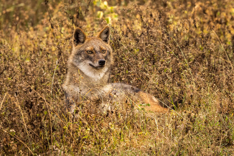 Golden Jackal