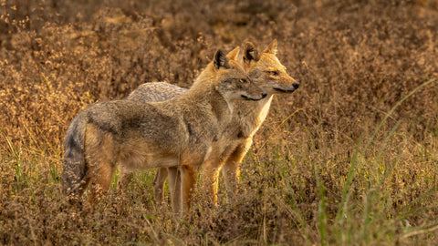 Golden Jackal Pair