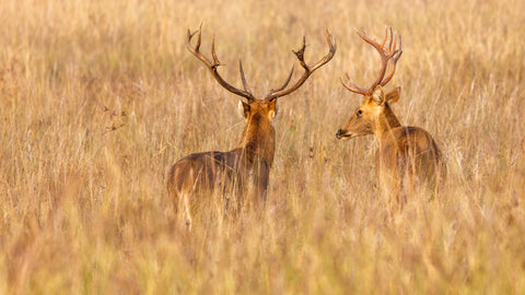 Barasingha Stags