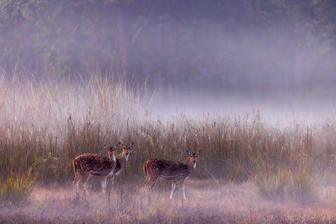 Chital Trio