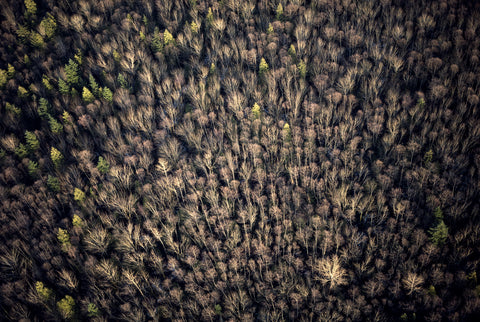 Mixed Forest Aerial