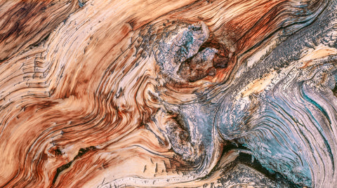 Bristlecone Pine Detail