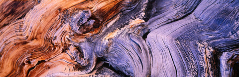 Weathered Bristlecone Trunk