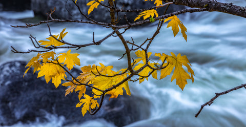 Autumn Bigleaf Maple