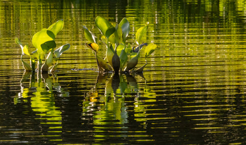 Water Hyacinth