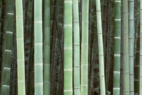 Bamboo, China