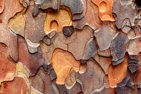 Ponderosa Bark