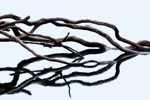 Reflection of Weathered Branches